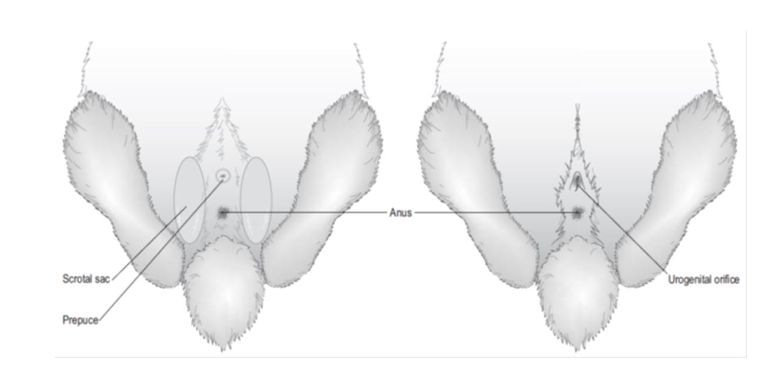 <p>best sexed at weaning = 5-8weeks</p><p>check and double check</p><p>male rabbit - no nipples</p><p>female = doe</p><p>male = buck&nbsp;</p>