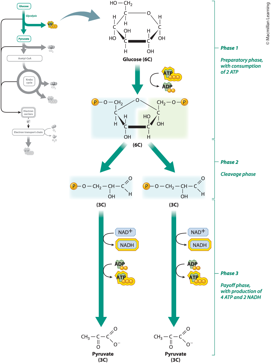 <p>the partial breakdown of glucose to pyruvate, producing ATP and reduced electron carriers by substrate-level phosphorylation; the first stage of cellular respiration; takes place in the cytoplasm; anaerobic process; begins with a 6-carbon molecule of glucose and produces two 3-carbon molecules of pyruvate and a net total of 2 molecules of ATP and 2 molecules of NADH (electron carrier)</p>