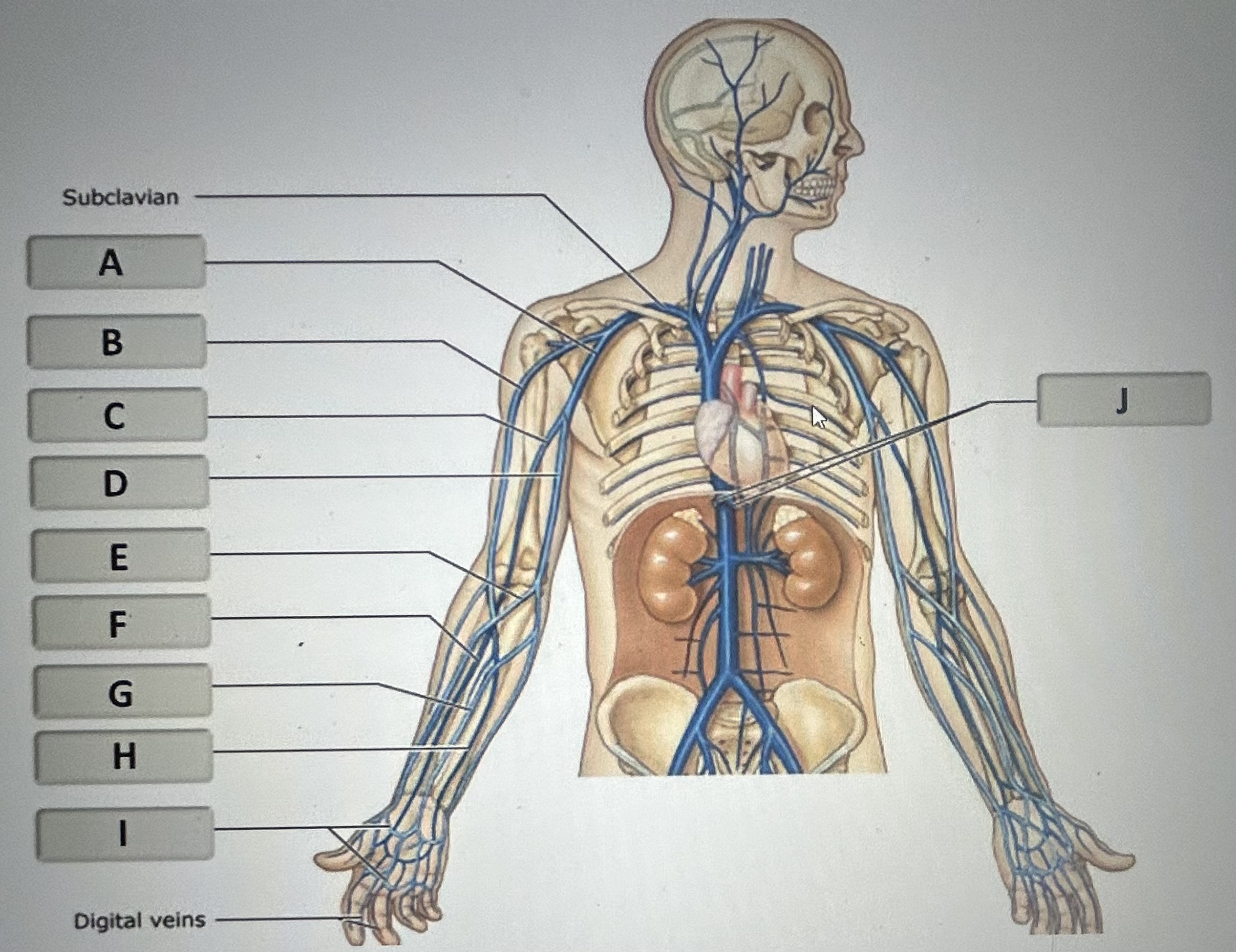 Identify the major vein labeled E