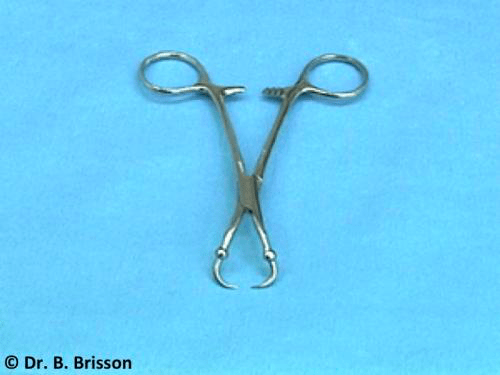 <p>surgical instrument used to compress blood vessel or off end of intestine</p>