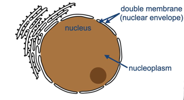 <ul><li><p>It is the <mark data-color="blue" style="background-color: blue; color: inherit;">double membrane</mark> that surrounds the nucleus.</p></li><li><p>Consists of <mark data-color="green" style="background-color: green; color: inherit;">two phospholipid bilayers</mark>.</p></li></ul><p></p>