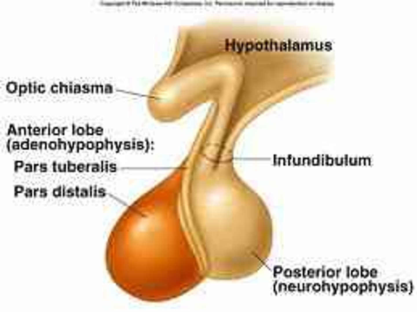 <p>-posterior pituitary: secretes neurohormones, makes up the neurohypophysis</p><p>-anterior pituitary: (adenohypophysis) consists of glandular tissue</p>