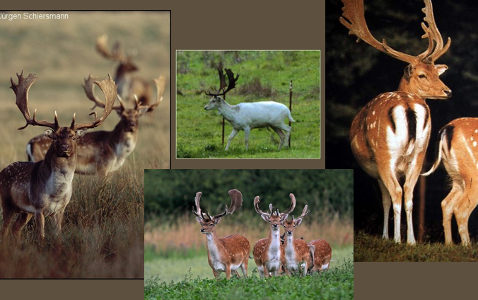 <p>fallow deer</p>