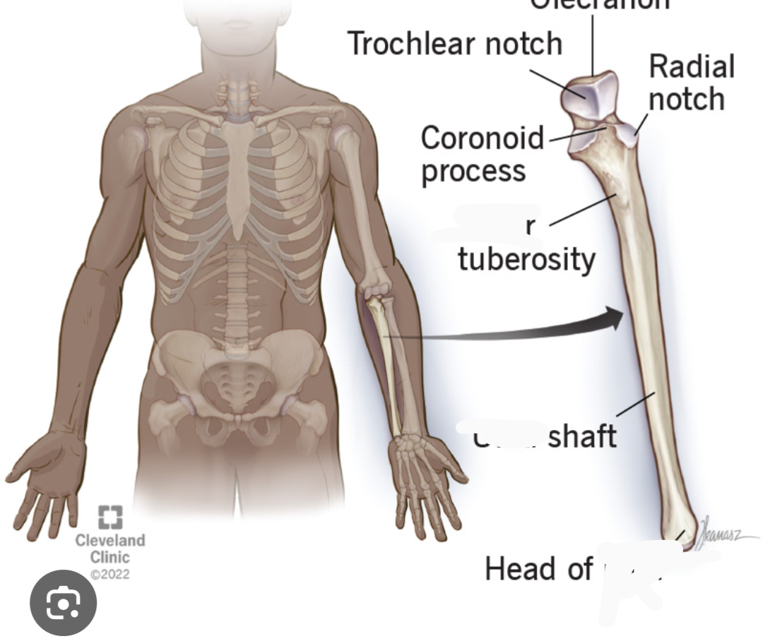 <p>What bone is this? (Appendicular)</p>