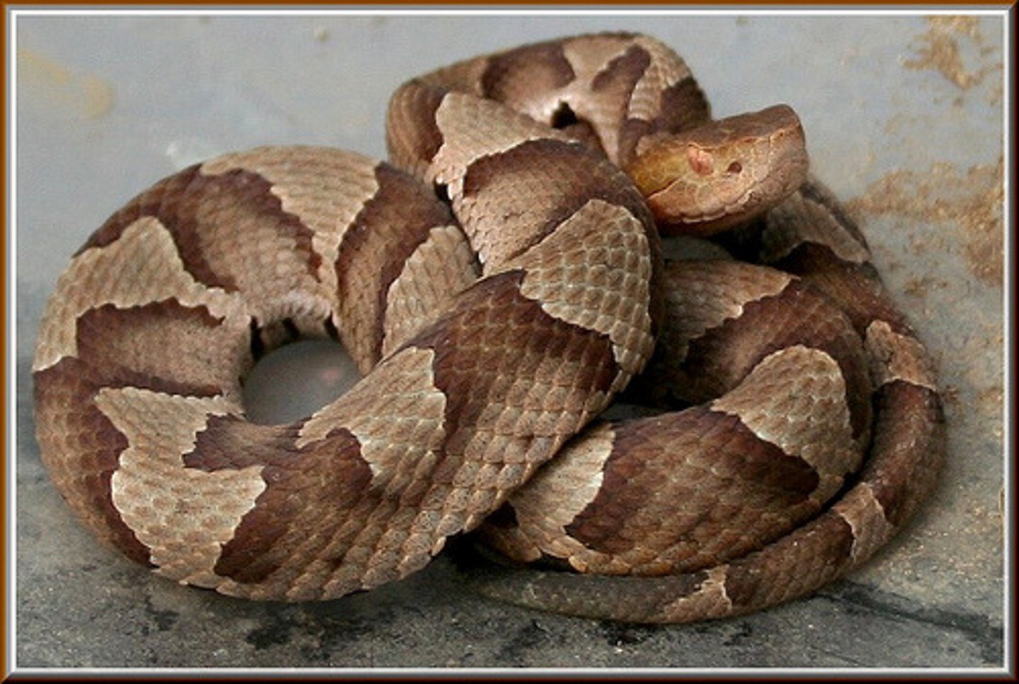 <p>What snake is this?</p>