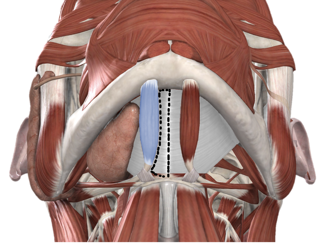 <p>Borders and content of the Anterior Triangle - Submental Triangle</p>