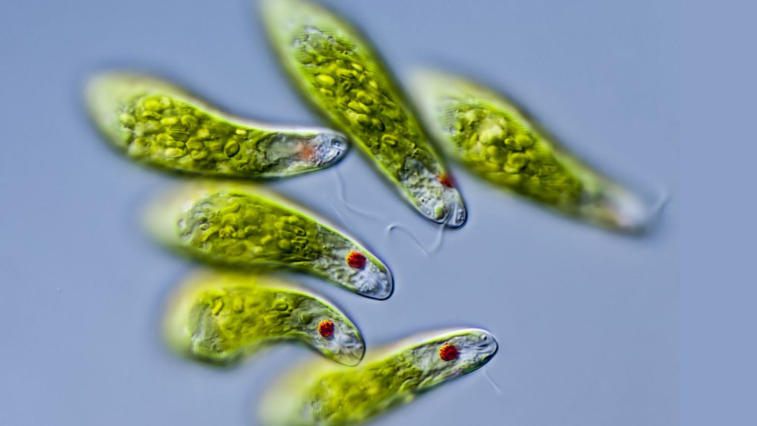 <p>algae (green algae) nutrition: mixotrophic organism -&gt; photosynthesizes using chloroplasts but switches to heterotrophy when sunlight isn&apos;t available locomotion: flaglleum</p>