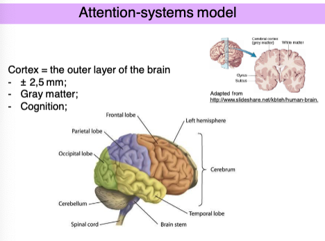 <p>Cortex:</p><ul><li><p>Made of <strong>gray matter</strong></p></li><li><p>Crucial for <strong>cognition</strong> (thinking, attention, memory)</p></li></ul><p></p><p><span data-name="small_blue_diamond" data-type="emoji">🔹</span> Major Brain Regions: </p><ul><li><p class=""><strong>Frontal lobe</strong>: decision-making, planning, voluntary movement</p></li><li><p class=""><strong>Parietal lobe</strong>: sensory integration, spatial orientation</p></li><li><p class=""><strong>Temporal lobe</strong>: auditory processing, language</p></li><li><p class=""><strong>Occipital lobe</strong>: visual processing</p></li><li><p class=""><strong>Cerebellum</strong>: coordination and balance</p></li><li><p class=""><strong>Brain stem &amp; spinal cord</strong>: basic bodily functions, communication between brain and body</p></li></ul><p></p>