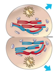 <p>haploid cells</p>