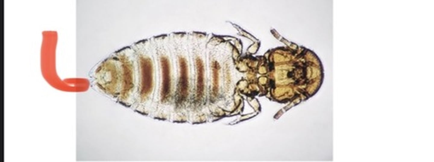 <p>This louse of the cow is called (genus and species)</p>