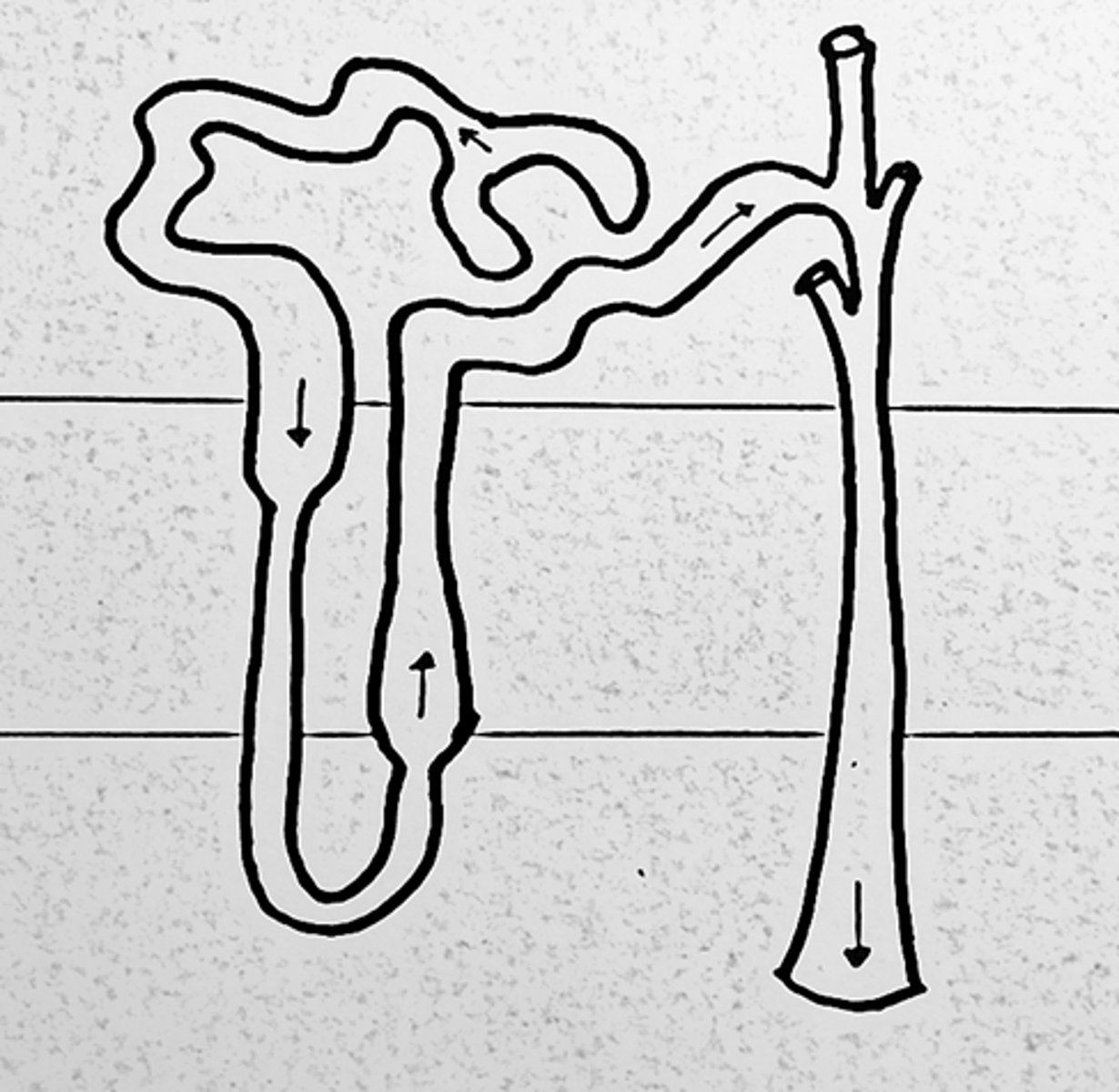 <p>Ultrafiltrate flows down the descending limb, hairpin turn and then back up ascending limb</p>