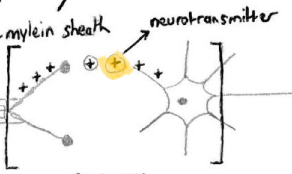 <p><mark data-color="green">Chemical</mark> produced to carry electrical impulse across synaptic cleft gap. Produced in the cell body but stored in <mark data-color="green">neurotransmitter</mark> swellings. Examples include <mark data-color="green">dopamine</mark>, acetylcholine and noradrenalin.</p>
