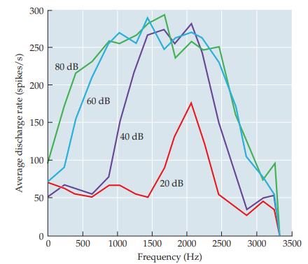 <p>fibers firing rate to many frequencies at same intensity</p>