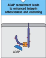 <p>ADAP, integrin </p>