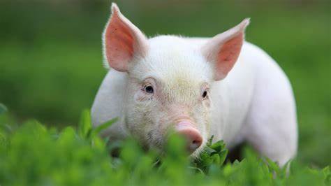 <p>das Schwein, -e</p>