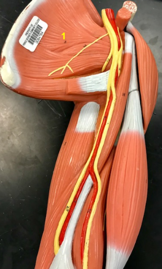 <p>What is the muscle indicated by the yellow 1? Function?</p>