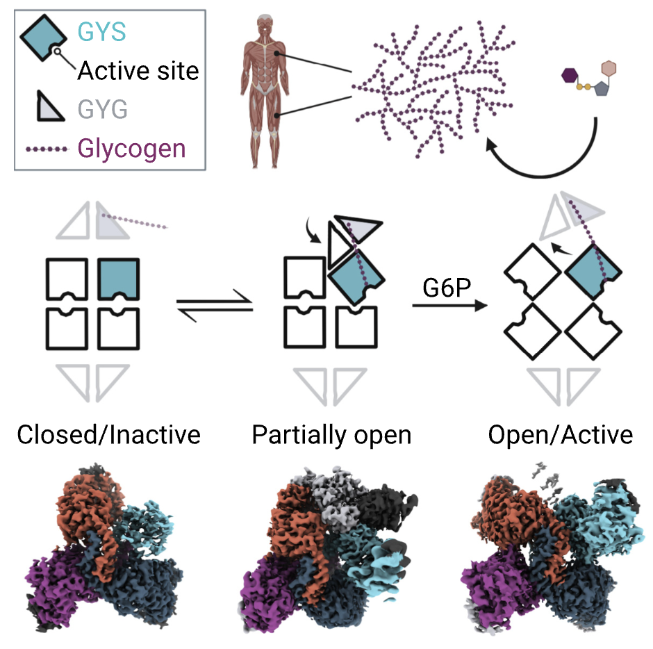 <p><span>glycogenin (GN or GYG)</span></p>