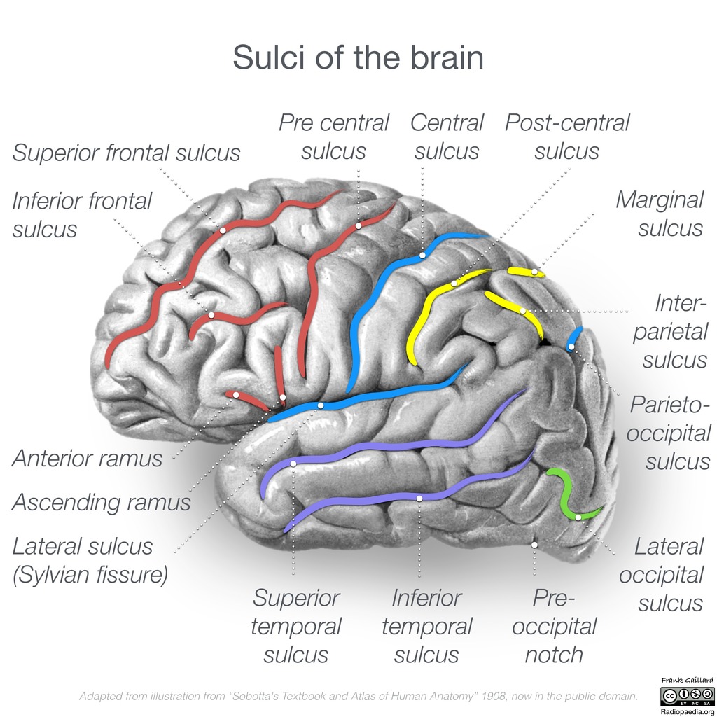 <p>b<span>egins near the basal forebrain and extends to the lateral surface of the brain separating the </span>frontal<span>&nbsp;and </span>parietal lobes<span>&nbsp;superiorly from the </span>temporal lobe<span>&nbsp;inferiorly</span></p>