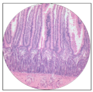 <p>what is this the histology of?</p>