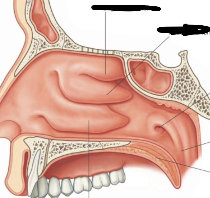 <p>groove inferior to each nasal concha (superior middle and inferior concha)</p>