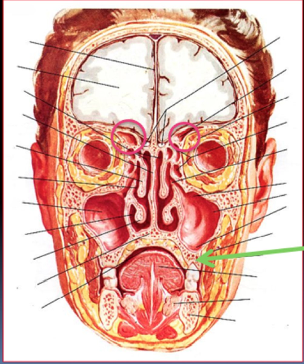 <p>Pink Circles? <br>Green arrow?</p>