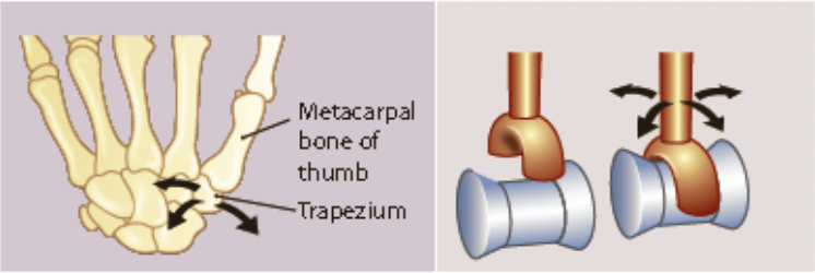 * one bone is saddle-shaped while the other bone is shaped like a rider
* side to side
* back and forth
  * eg. the thumb