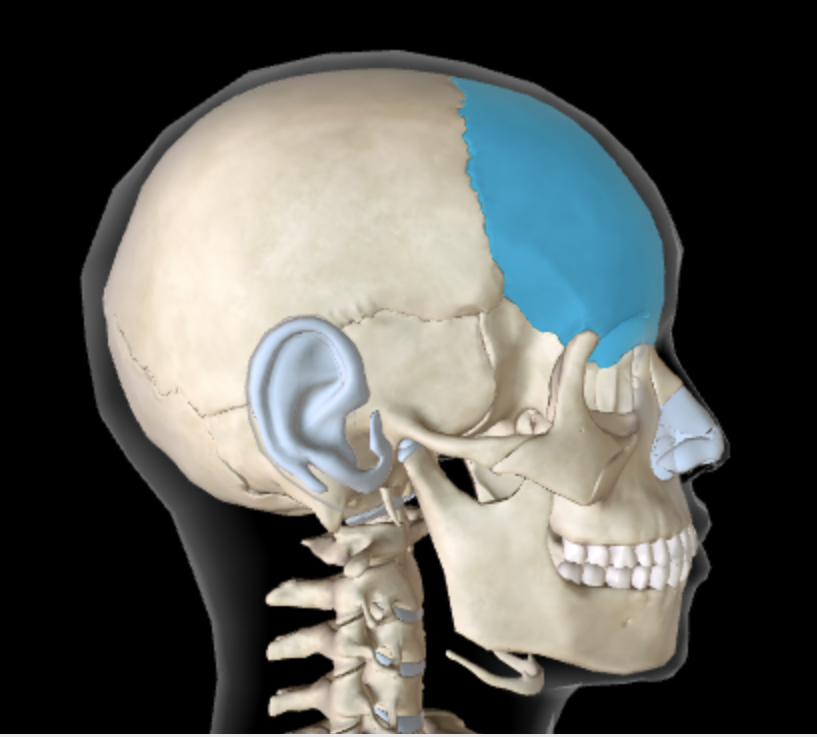 <p>Which bone is this?</p>