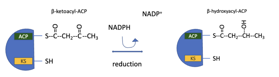 <ul><li><p>reduction of the carbonyl group</p></li><li><p>acetoacetyl-ACP undergoes reduction of the carbonyl group at C3 to form<strong> D-β-hydroxybutyryl-ACP</strong></p><ul><li><p>note different stereoisomer than the intermediate in fatty acid oxidation (L-β-hydroxyacyl)</p></li></ul></li><li><p>catalyzed by<strong> β-ketoacyl ACP reductase</strong></p></li><li><p>electron donor: NADPH</p></li></ul><p></p>