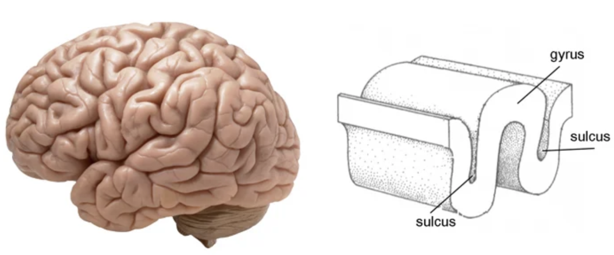<p>folds found in the cerebrum</p>