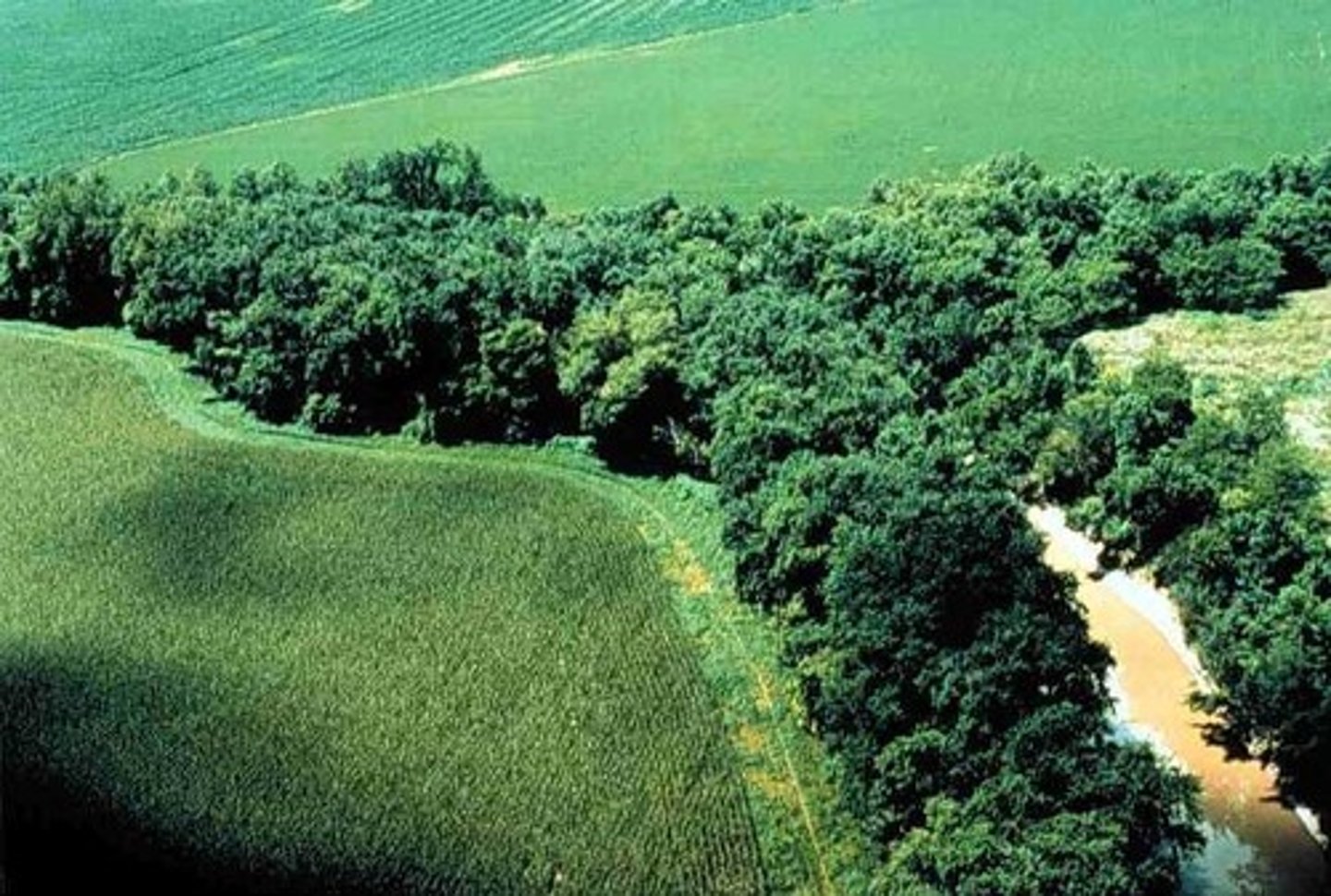 <p>Riparian zones are areas of vegetation around a water source, usually rivers</p>