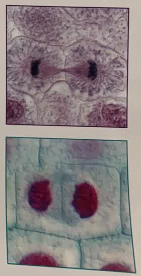<p>(TWO) 4th and last phase of mitosis during which TWO nuclei are visible; the chromosomes spread out as chromatin, the nuclear membrane and nucleolus return, and mitotic spindle and centrioles disappear</p>