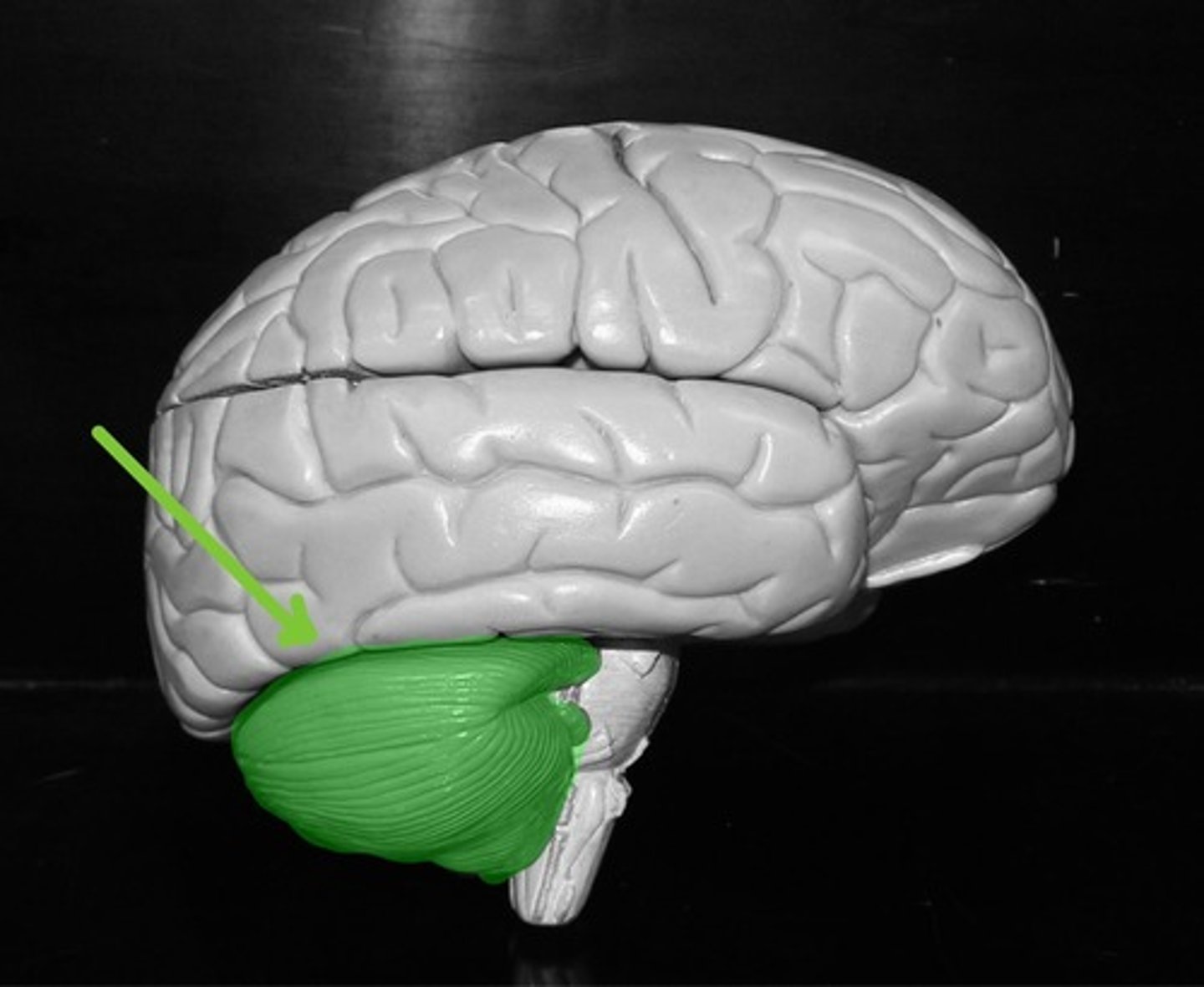 <p>Monitors and controls proprioception. Which is the awareness of where your body parts are in space and how they are moving.</p>