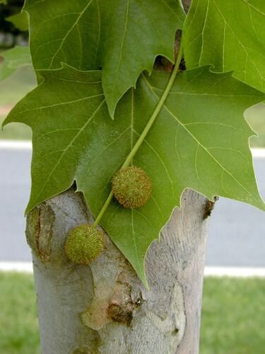 American sycamore