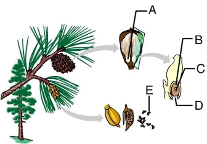 <p>E</p>