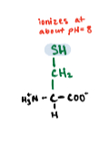 <p>A polar amino acid containing a sulfur atom.</p>