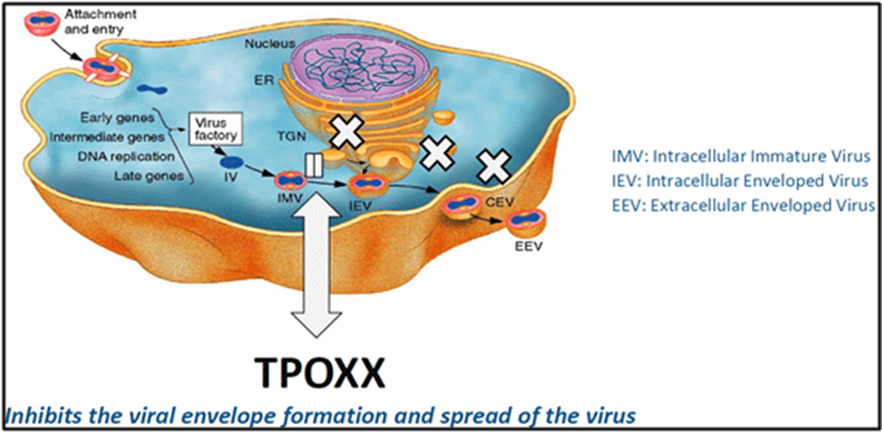 <p>Inhibition of extracellular virus formation through an interaction with f13L protein</p>