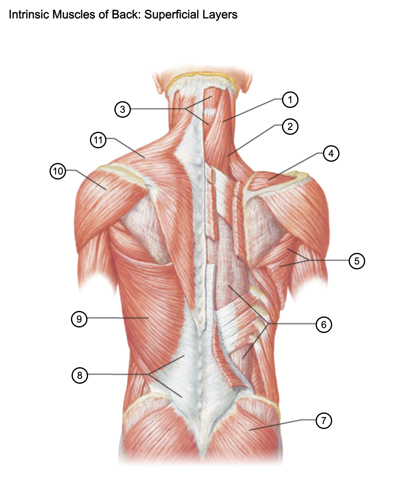 <p>7</p>
