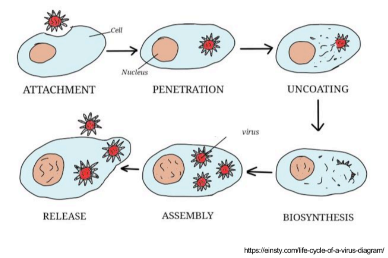 <ol><li><p>attachment of virus to susceptible host cell</p></li><li><p>entry of virion or its nucleic acid</p></li><li><p>synthesis of virus nucleic acid and protein by cell metabolism as redirect by virus</p></li><li><p>assembly of capsids and packaging of viral genomes into new virions (maturation)</p></li><li><p>release of mature virions from host cell</p></li></ol><p></p>