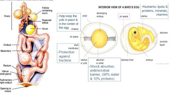 <p>sex determined by ZZ(male)/ZW(female)<br>left ovary and oviduct develop, and the right ovary/oviduct degenerate, so only 1 oviduct/ovary<br>Infundibulum (expanded end of oviduct) receives the discharged eggs from ovary, special glands add albumen (egg white) to egg as it passes down the oviduct</p>