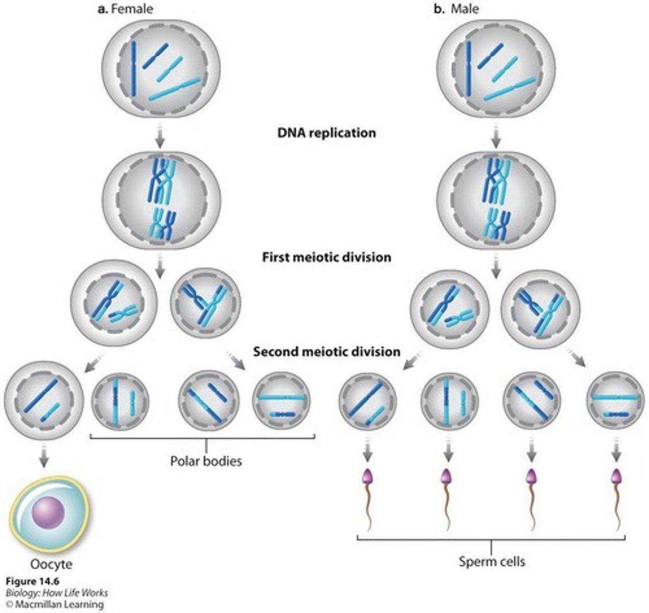 <p>In females, one oocyte and three polar bodies are formed; in males, cytoplasmic division is equal.</p>