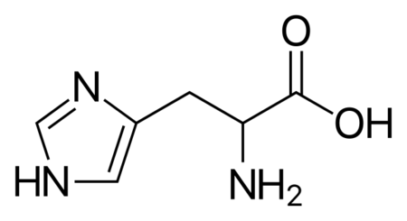 <p>His, H, polar positive</p>