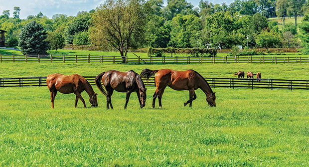 <p>A group of horses</p>