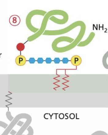 <p>Proteins entirely exposed at external cellular surface</p><ul><li><p>attached only by a covalent linkage to a lipid anchor on the outer monolayer</p></li></ul>