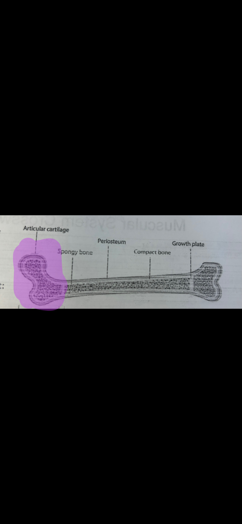 <p>Articular cartilage</p>