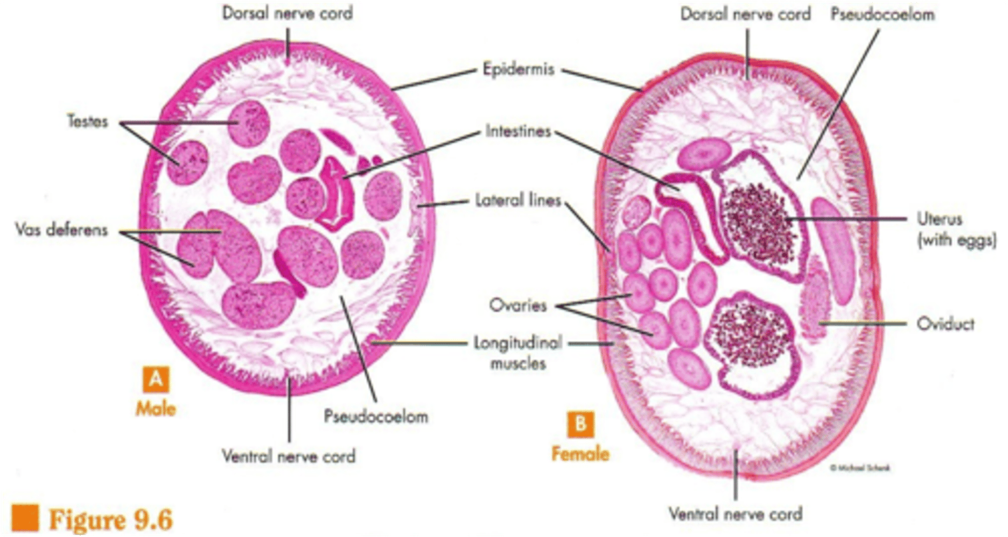 <p>Reproductive organs</p><p>Pseudocoelum</p><p>Longitudinal muscles</p><p>(Female has the larger circles)</p>