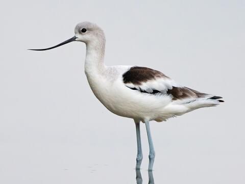 <p>American Avocet</p>