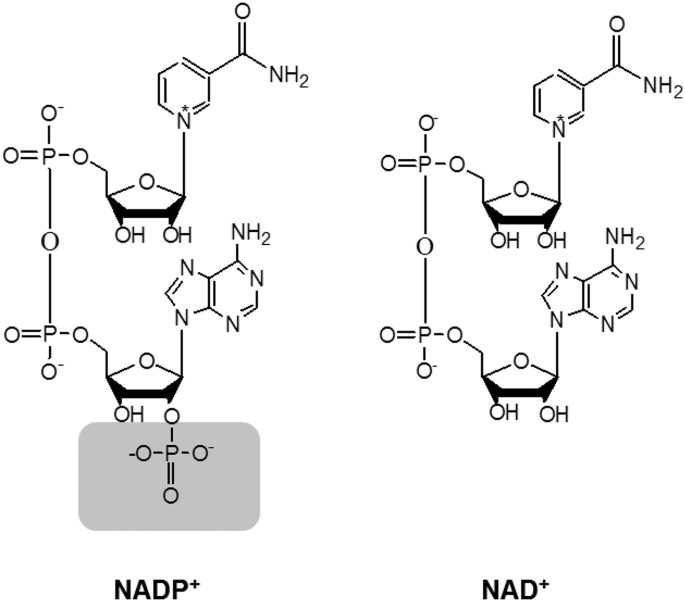 <p>NAD⁺ and NADP⁺ are pyridine nucleotides derived from niacin (vitamin B3).</p><ul><li><p>difference: NADP⁺ has an <strong>extra phosphate group</strong> on the 2′ position of the ribose attached to the adenosine. NAD⁺ has just an <strong>–OH</strong> at that position.</p><img src="https://knowt-user-attachments.s3.amazonaws.com/41a4778c-7930-47dc-86ea-c8bfcf92f510.png" data-width="100%" data-align="center"></li></ul><p>pyridine ring - 6 membered nitrogen containing ring in these carriers that can accept electrons</p>