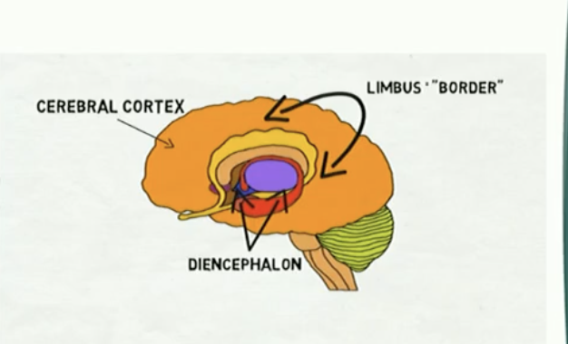 <p>The Limbic System</p><ul><li><p></p></li></ul><p></p>
