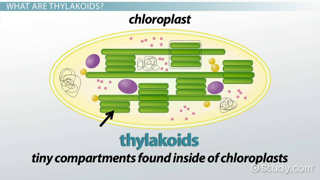 <ul><li><p>smalls disks in the chloroplast</p></li><li><p>absorbs sunlight</p></li></ul>