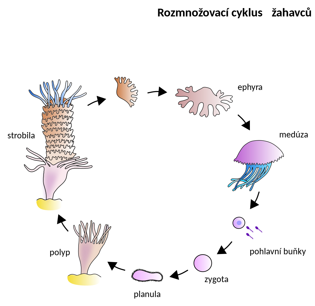 <p>zygote → motile planula larva → planula larva settles, metamorphosis → polyp → asexually form medusa → mature medusa → sexually reproduce with other medusae and form a zygote</p>